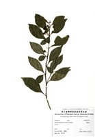 藏品(瑪瑙珠)的圖片